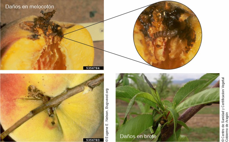 Damage to apricots caused by Anarsia lineatella