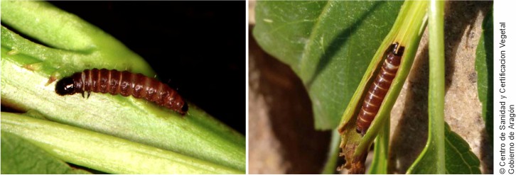 Larvae of Anarsia lineatella