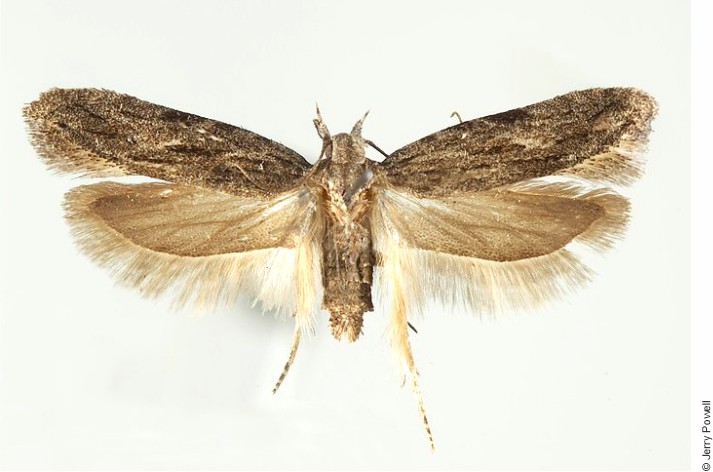 dorsal view of Anarsia lineatella